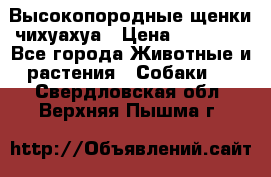 Высокопородные щенки чихуахуа › Цена ­ 25 000 - Все города Животные и растения » Собаки   . Свердловская обл.,Верхняя Пышма г.